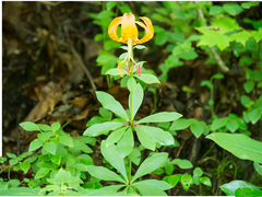 Lilium michauxii