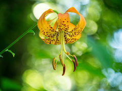 Lilium michauxii