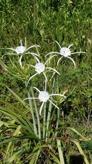 Hymenocallis occidentalis