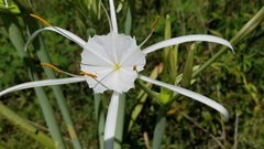 Hymenocallis occidentalis