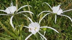 Hymenocallis occidentalis