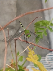 Erythemis vesiculosa