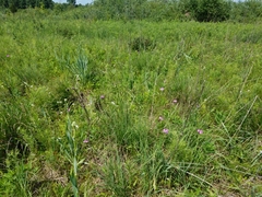 Phlox glaberrima interior