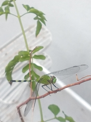 Erythemis vesiculosa