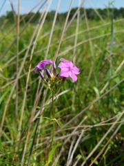Phlox glaberrima interior