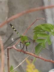 Erythemis vesiculosa