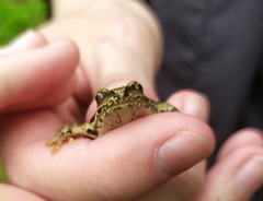 Rana temporaria