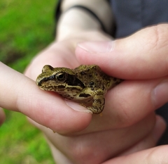 Rana temporaria