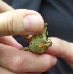Rana temporaria