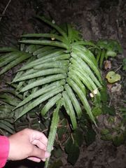 Amblovenatum terminans