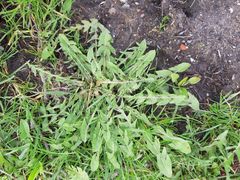 Taraxacum officinale