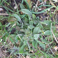 Plantago lanceolata
