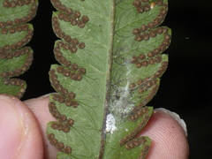 Amblovenatum terminans