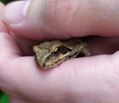 Rana temporaria