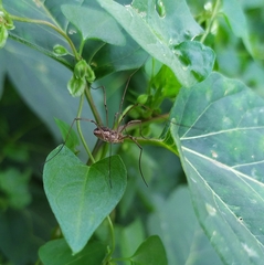Phalangium opilio