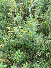 Matricaria discoidea