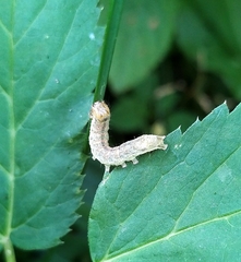 Lepidoptera