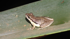 Scinax pachycrus