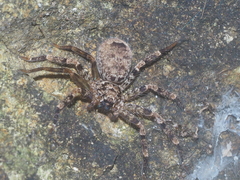 Heteropoda tetrica
