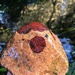 Encrusting Red Algae - Photo (c) sariai, some rights reserved (CC BY-NC), uploaded by sariai