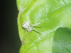 Massuria