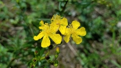 Hypericum sphaerocarpum