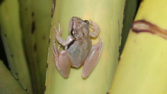 Scinax pachycrus