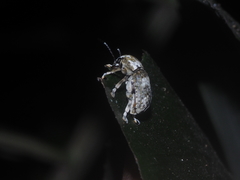 Phloeobius albescens