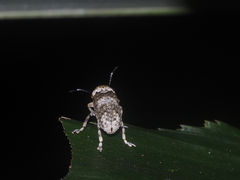 Phloeobius albescens