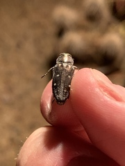 Chrysobothris
