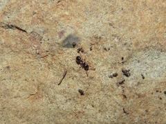 Myrmecina americana