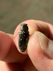 Chrysobothris