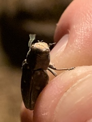 Chrysobothris