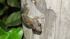 Scinax x-signatus