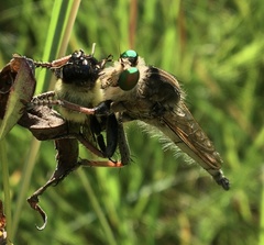 Promachus vertebratus