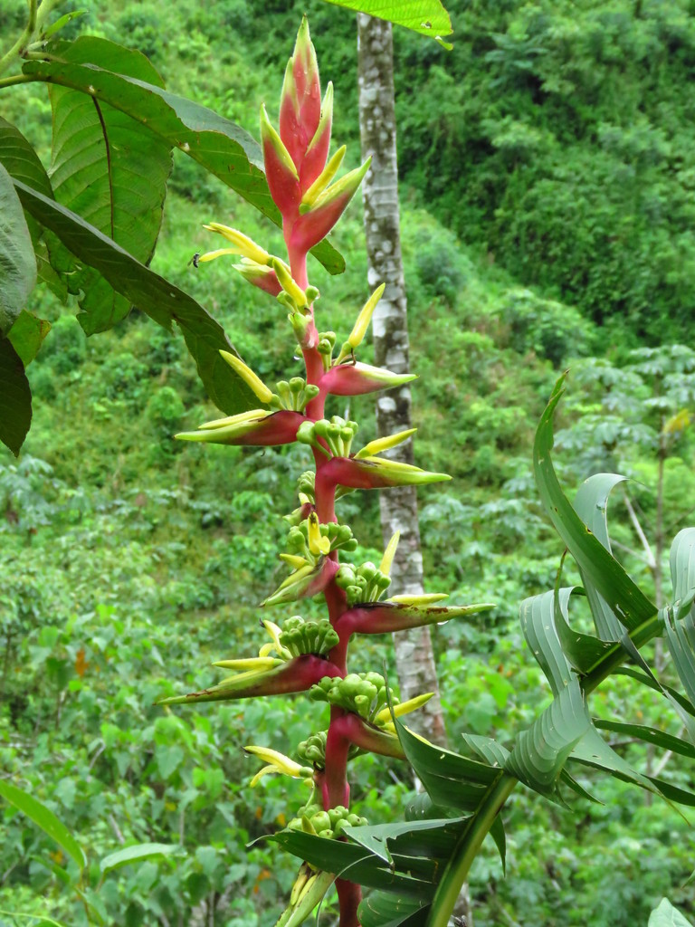 Heliconia spissa