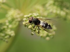 Leucozona laternaria