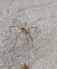 Phalangium opilio