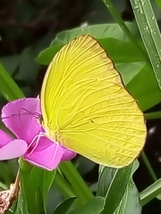 Pyrisitia dina westwoodi