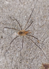 Phalangium opilio