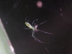 Tetragnatha hasselti
