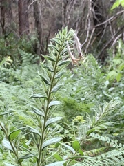 Lithospermum multiflorum