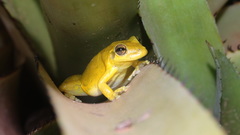 Scinax x-signatus