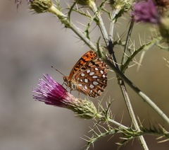 Speyeria coronis carolae