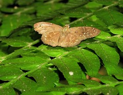 Celaenorrhinus astrigera