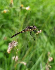 Sympetrum danae