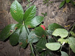 Tacca palmata