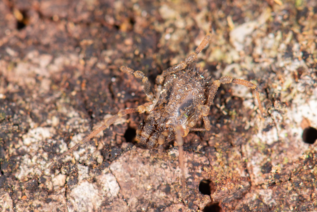 Triaenobunus mestoni