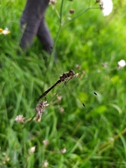 Sympetrum danae