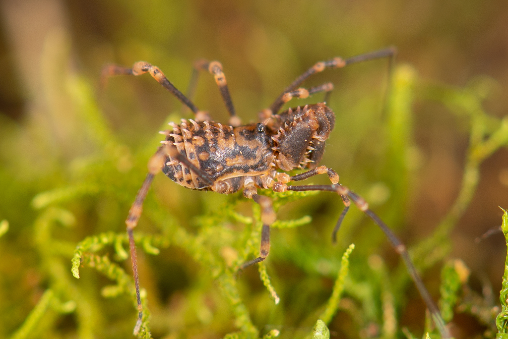 Phanerobunus asperrimus